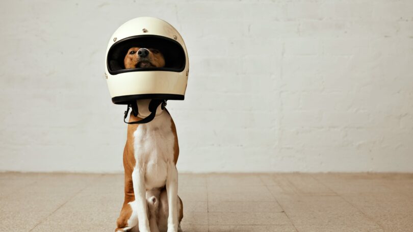 Dog With Helmet Canine Safety
